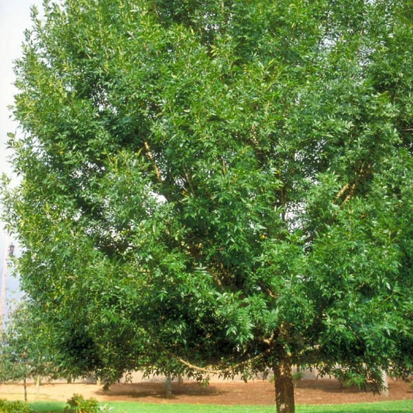 Fraxinus pennsylvanica 'Patmore' – jasan pensylvánský  'Patmore'