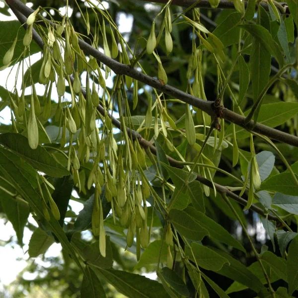 Fraxinus pennsylvanica 'Urbanite' – jasan pensylvánský 'Urbanite'
