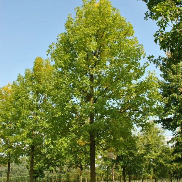 Fraxinus pennsylvanica 'Zundert' – jasan pensylvánský 'Zundert'