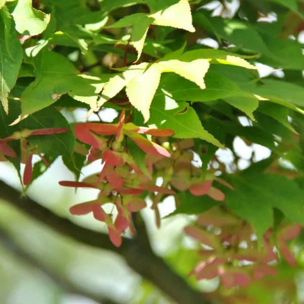 Acer palmatum 'Ôsakazuki' – javor dlanitolistý 'Ôsakazuki'