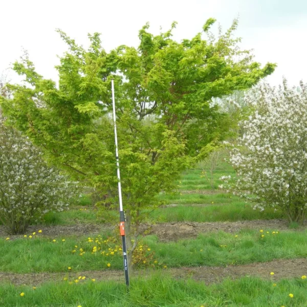 Acer palmatum 'Sangokaku' – javor dlanitolistý 'Sangokaku'