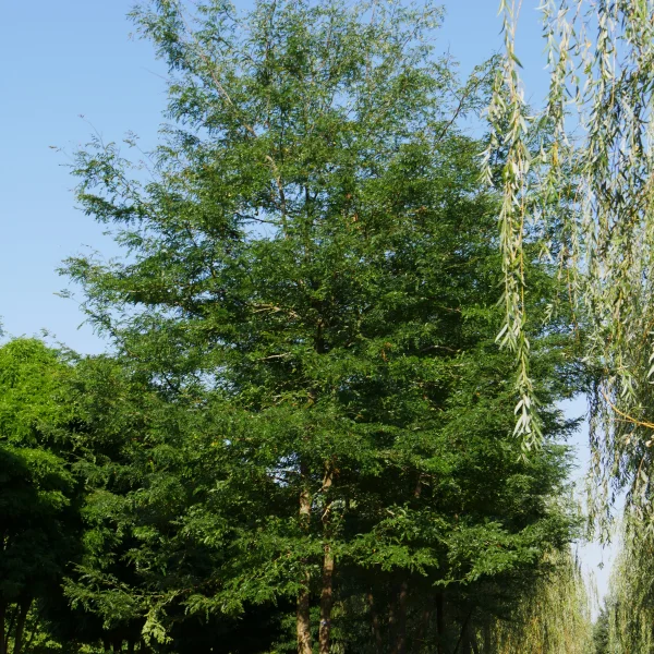 Gleditsia triacanthos – dřezovec trojtrnný