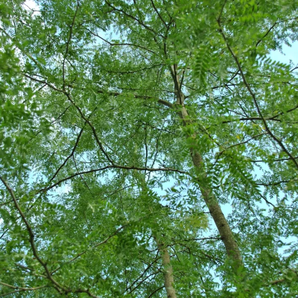Gleditsia triacanthos f. inermis – dřezovec trojtrnný f. inermis