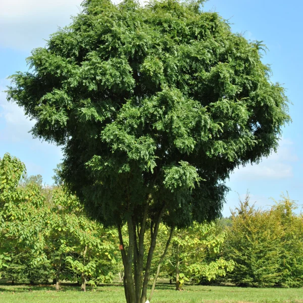 Gleditsia triacanthos 'Elegantissima' – dřezovec trojtrnný 'Elegantissima'