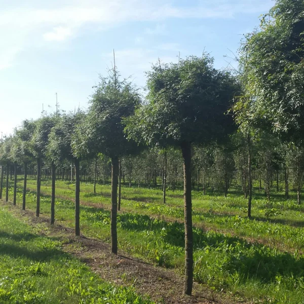 Gleditsia triacanthos 'Globosa' – dřezovec trojtrnný 'Globosa'