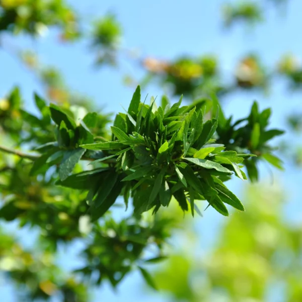 Gleditsia triacanthos 'Goofy' – dřezovec trojtrnný 'Goofy'
