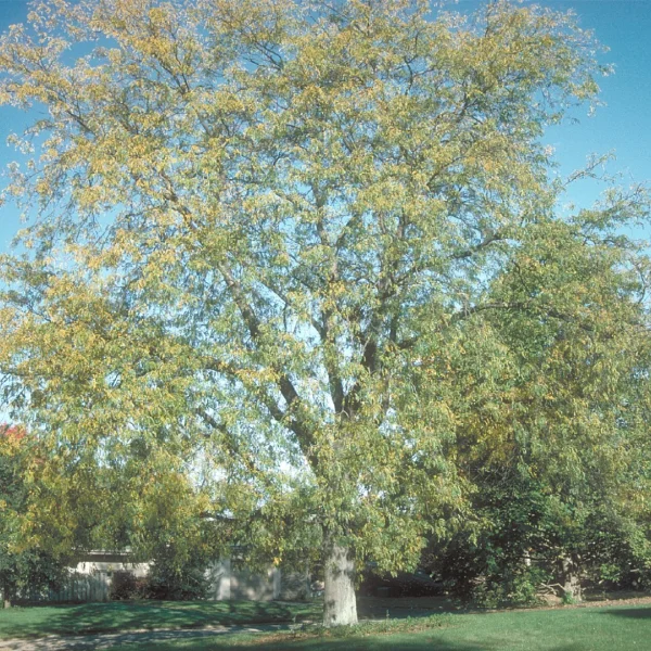Gleditsia triacanthos 'Moraine' – dřezovec trojtrnný 'Moraine'
