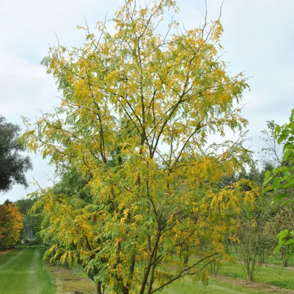 Gleditsia triacanthos 'Skyline' – dřezovec trojtrnný 'Skyline'