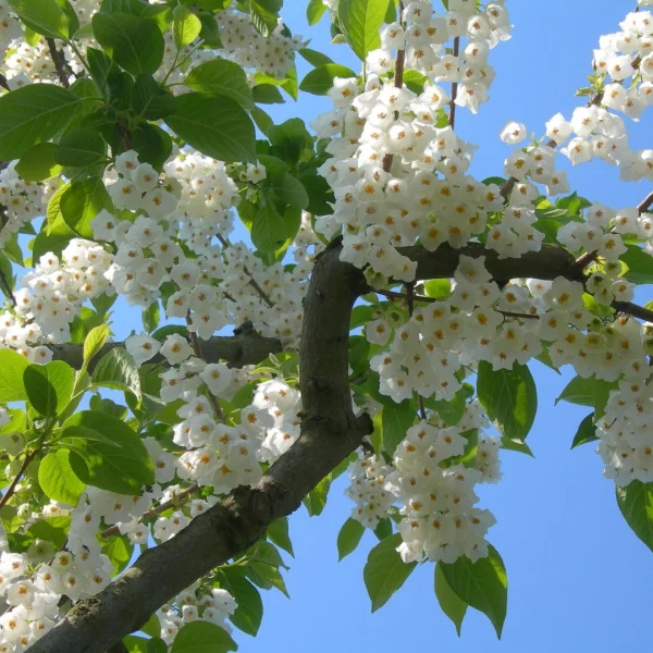 Halesia carolina – halézie karolínská