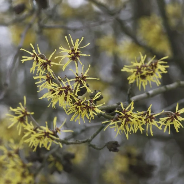 Hamamelis ×intermedia – vilín prostřední
