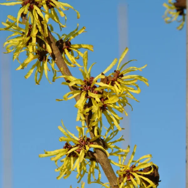 Hamamelis ×intermedia 'Angelly' – vilín prostřední 'Angelly'