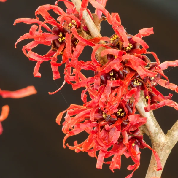 Hamamelis ×intermedia 'Diane' – vilín prostřední 'Diane'