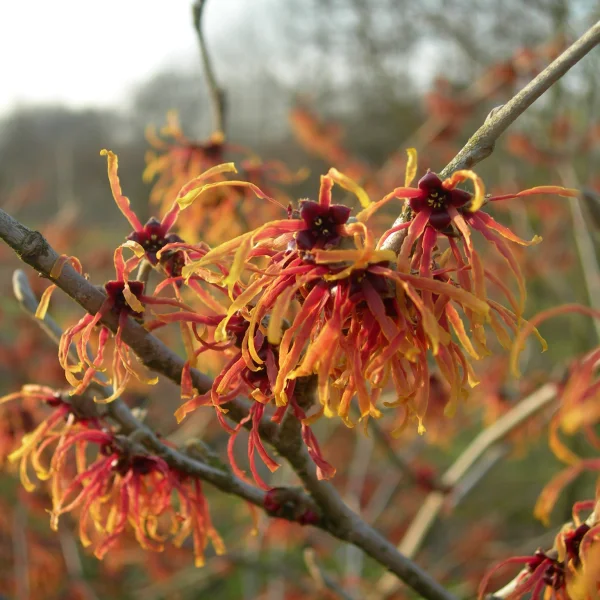 Hamamelis ×intermedia 'Jelena' – vilín prostřední 'Jelena'