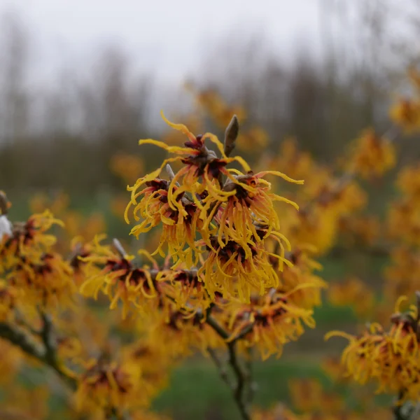 Hamamelis ×intermedia 'Orange Beauty' – vilín prostřední 'Orange Beauty'