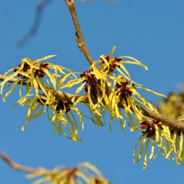Hamamelis ×intermedia 'Pallida' – vilín prostřední 'Pallida'