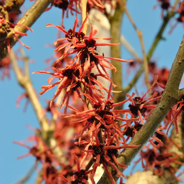 Hamamelis ×intermedia 'Ruby Glow' – vilín prostřední 'Ruby Glow'