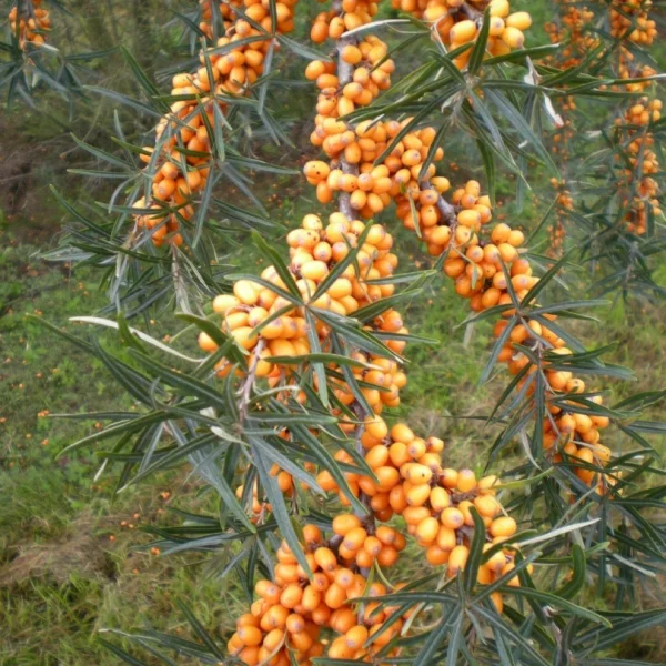 Hippophae rhamnoides – rakytník řešetlákový