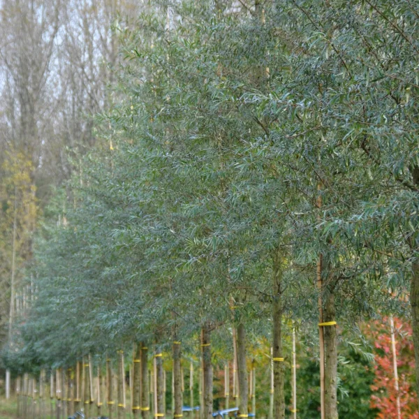 Hippophae salicifolia 'Robert' – rakytník vrbolistý 'Robert'