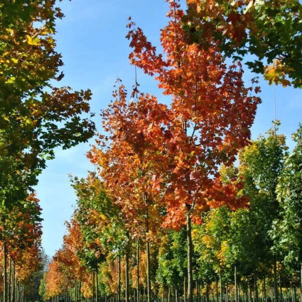 Acer platanoides – javor mléč