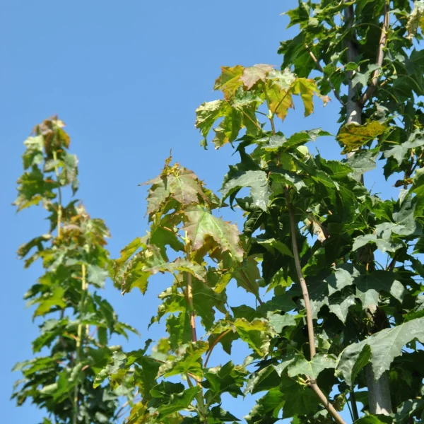 Acer platanoides 'Autumn Blaze' – javor mléč 'Autumn Blaze'