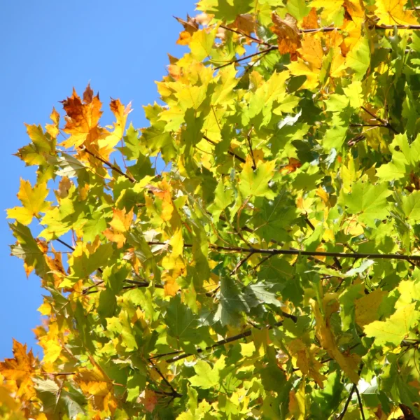 Acer platanoides 'Cleveland' – javor mléč 'Cleveland'