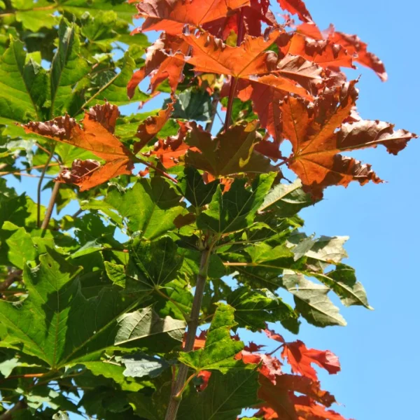 Acer platanoides CONQUEST ('Conzam') – javor mléč CONQUEST ('Conzam')