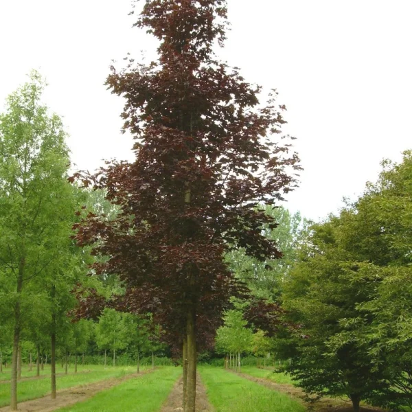 Acer platanoides 'Crimson King' – javor mléč 'Crimson King'