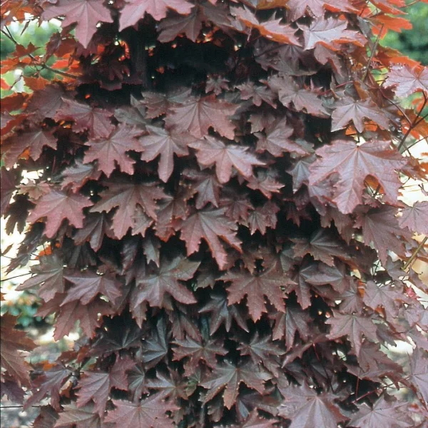 Acer platanoides 'Crimson Sentry' – javor mléč 'Crimson Sentry'