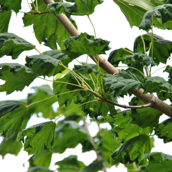 Acer platanoides 'Cucullatum' – javor mléč 'Cucullatum'