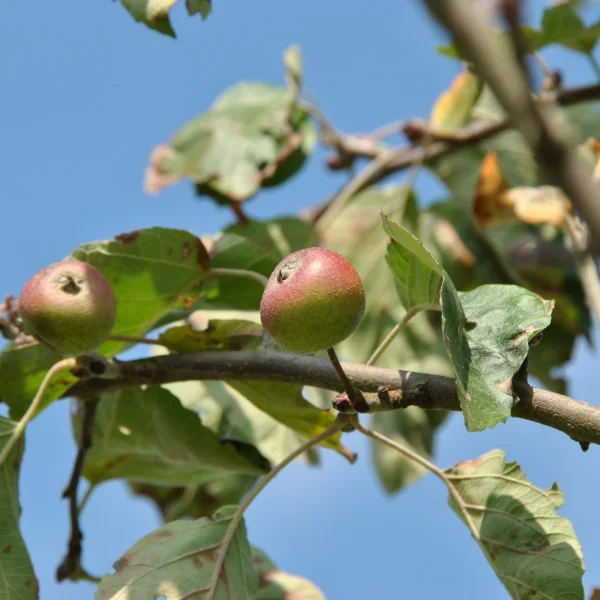Malus tschonoskii 'Belmonte' – jabloň Tschonoského 'Belmonte'