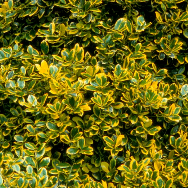 Ilex ×altaclerensis 'Golden King' – cesmína altaklarenská 'Golden King'