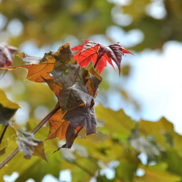 Acer platanoides 'Deborah' – javor mléč  'Deborah'