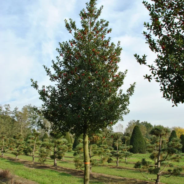 Ilex aquifolium – cesmína ostrolistá