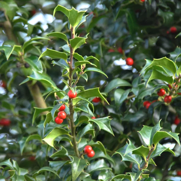 Ilex ×aquipernyi DRAGON LADY ('Meschick') – cesmína ostrolistá DRAGON LADY ('Meschick')
