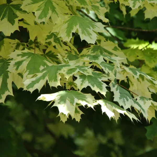 Acer platanoides 'Drummondii' – javor mléč 'Drummondii'
