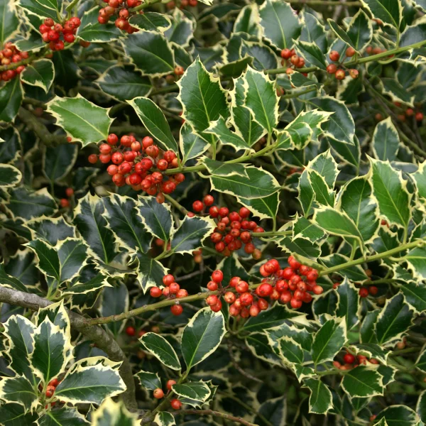 Ilex aquifolium 'Argentea Marginata' – cesmína ostrolistá 'Argentea Marginata'