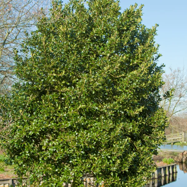 Ilex aquifolium 'Atlas' – cesmína ostrolistá 'Atlas'