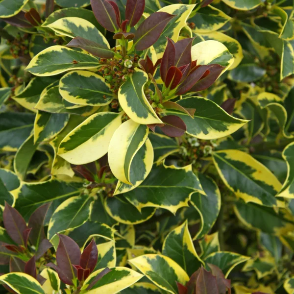 Ilex aquifolium 'Aurea Marginata' – cesmína ostrolistá 'Aurea Marginata'