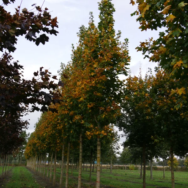 Acer platanoides 'Emerald Queen' – javor mléč 'Emerald Queen'