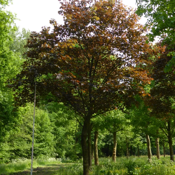 Acer platanoides 'Faassen's Black' – javor mléč 'Faassen's Black'