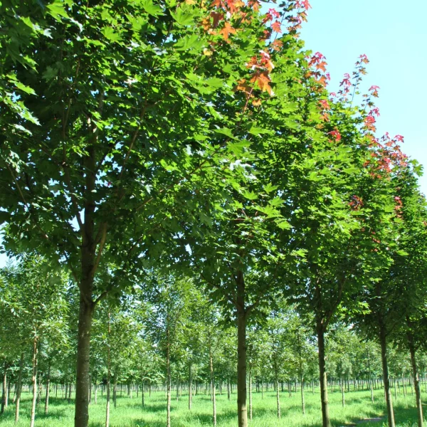 Acer platanoides 'Fairview' – javor mléč 'Fairview'