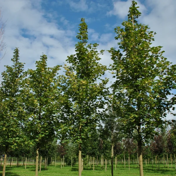 Acer platanoides 'Farlake's Green' – javor mléč 'Farlake's Green'