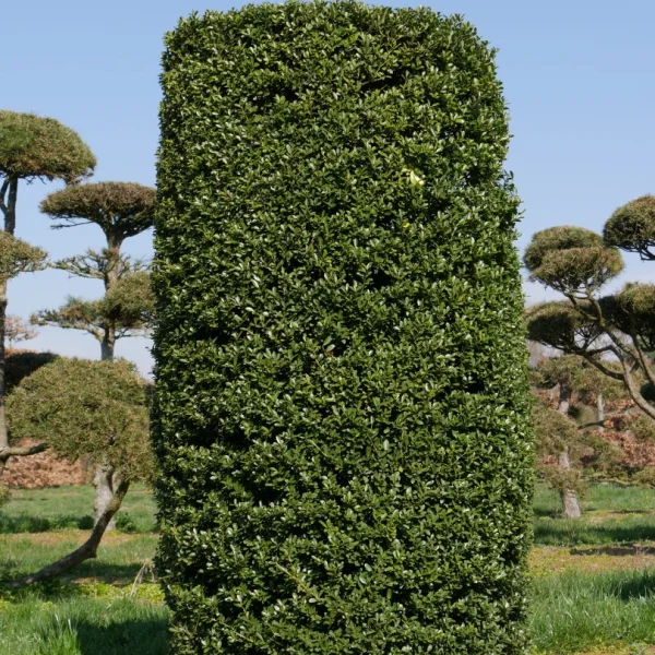 Ilex crenata – cesmína vroubkovaná