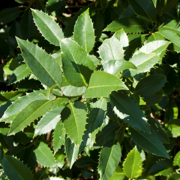 Ilex ×koehneana 'Chestnut Leaf' – cesmína koehneova 'Chestnut Leaf'