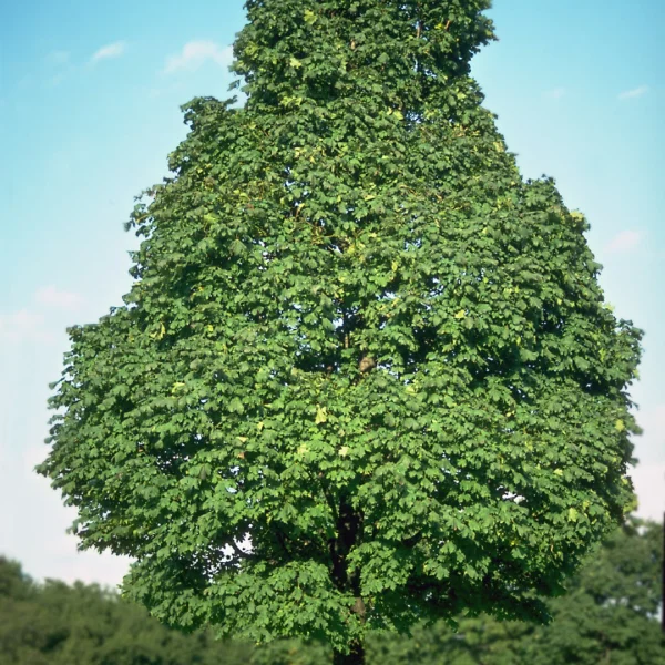Acer platanoides 'Olmsted' – javor mléč 'Olmsted'