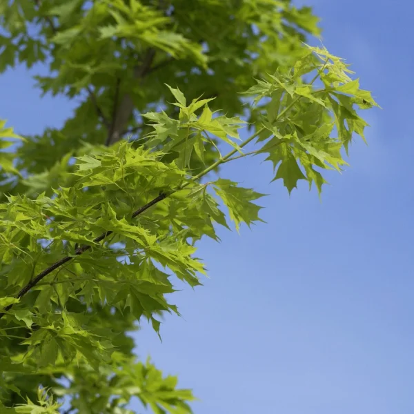 Acer platanoides 'Palmatifidum' – javor mléč 'Palmatifidum'