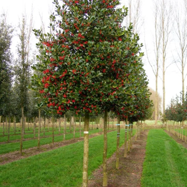 Ilex 'Nellie R. Stevens' – cesmína 'Nellie R. Stevens'