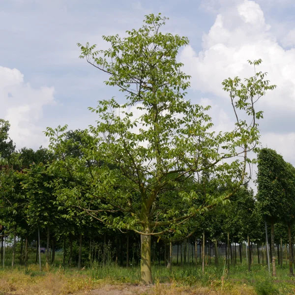Juglans regia 'Lara' – ořešák královský 'Lara'