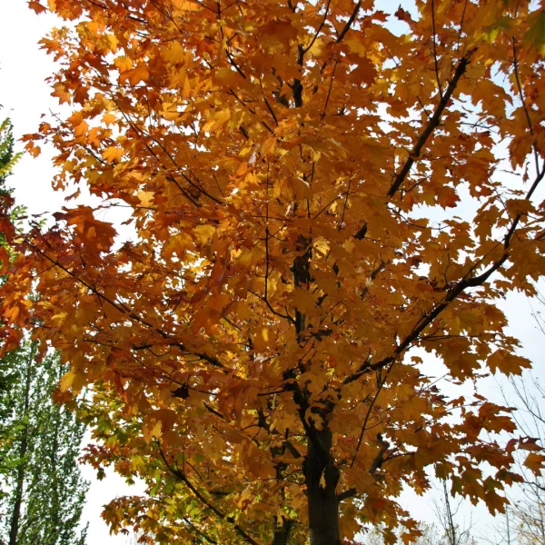 Acer platanoides 'Reitenbachii' – javor mléč 'Reitenbachii'