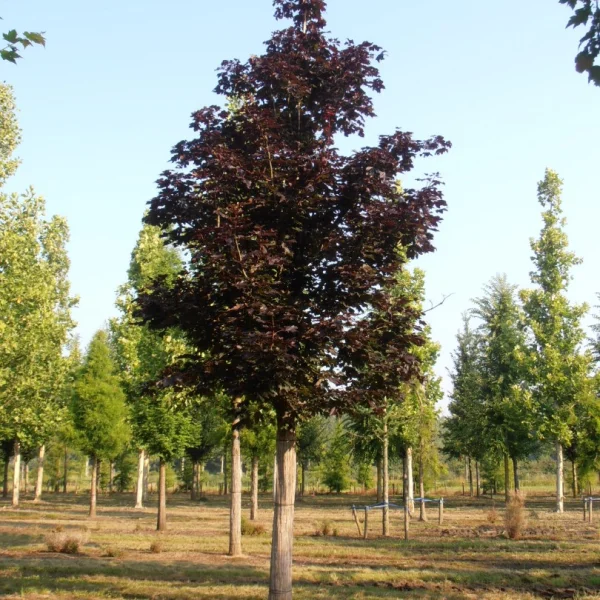 Acer platanoides 'Royal Red' – javor mléč 'Royal Red'